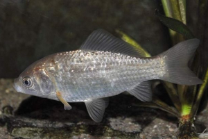 Caracecarp, він також carpoca - гібридна риба Caracecarp, він також carpoca - гібридна риба